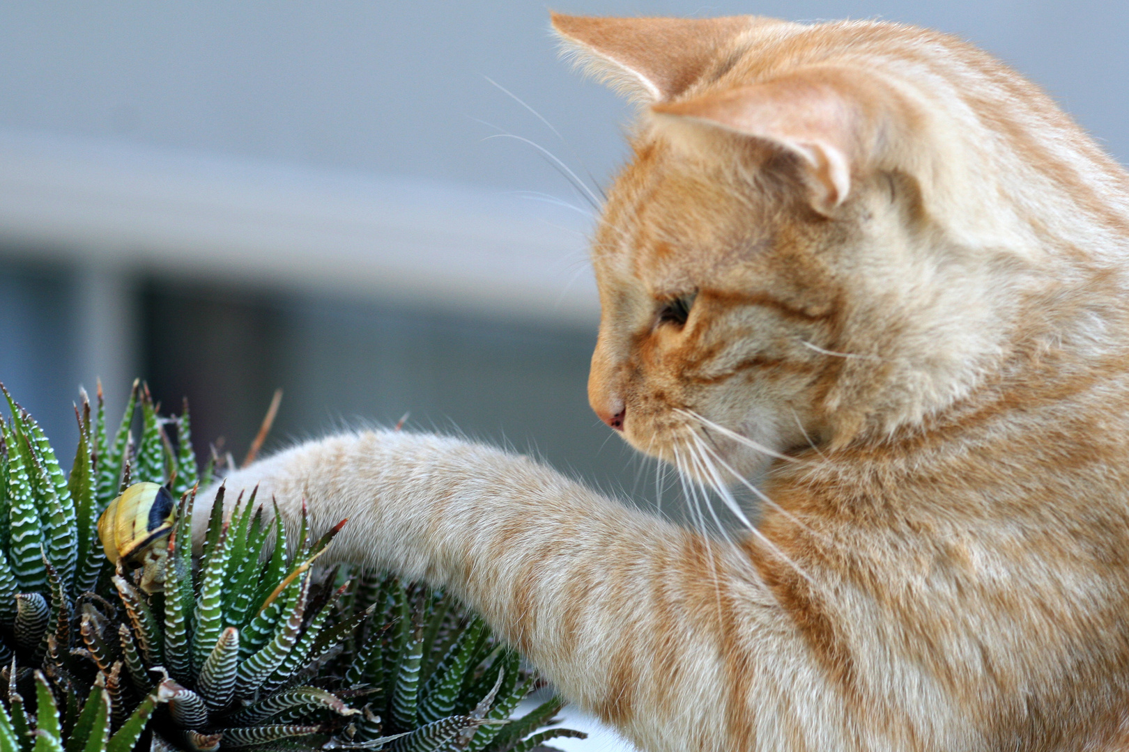 L Escargot et le Chat