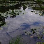L' étang des nymphéas