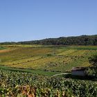 L ETE INDIEN DANS LE VIGNOBLE JURASSIEN