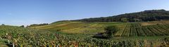 L ETE INDIEN DANS LE VIGNOBLE JURASSIEN