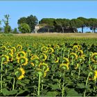 l été, protégeons nous du soleil .....