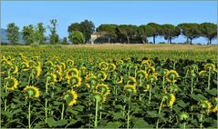 l été, protégeons nous du soleil .....