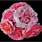 l exploit : 6 roses sur une tige !