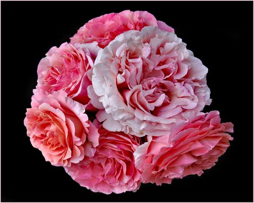 l exploit : 6 roses sur une tige !