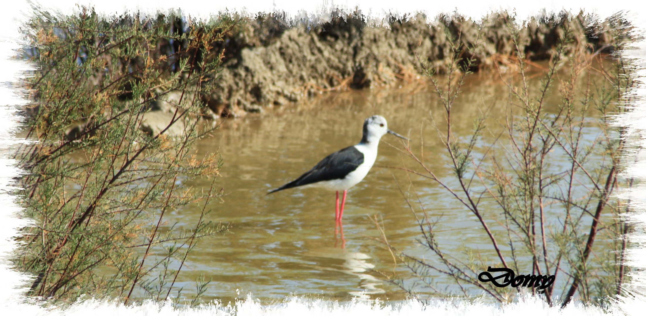 L habitant des lieux