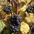 L HEURE DES VENDANGES ARRIVE