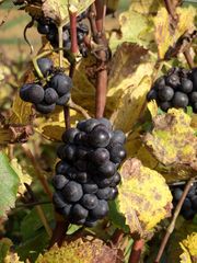 L HEURE DES VENDANGES ARRIVE