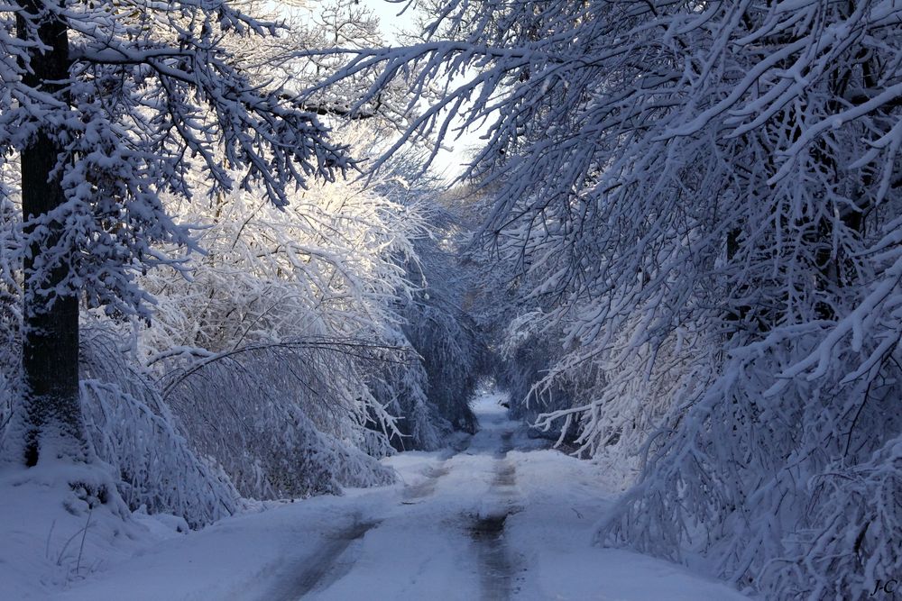 " L' hiver en forêt "