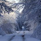 " L' hiver en forêt "