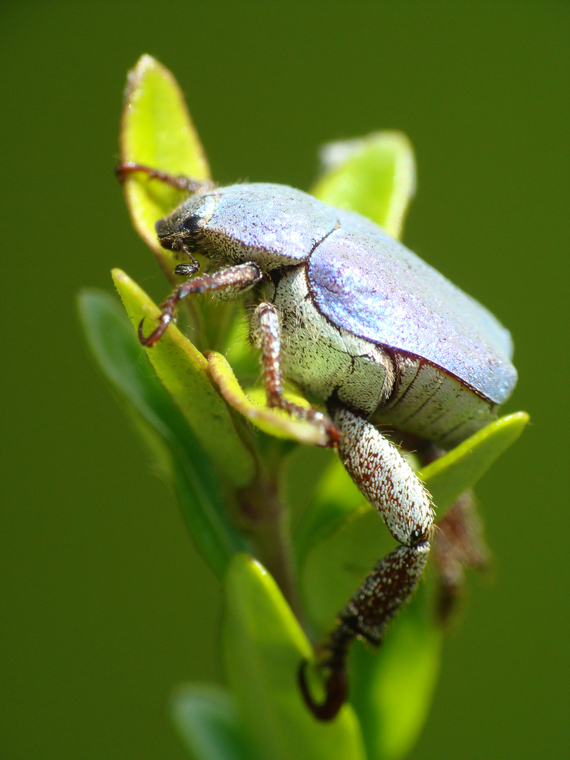 L ' hoplie bleue