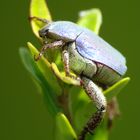 L ' hoplie bleue