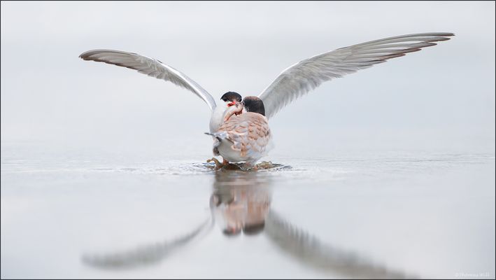  [ L i e f e r s e r v i c e  ] 