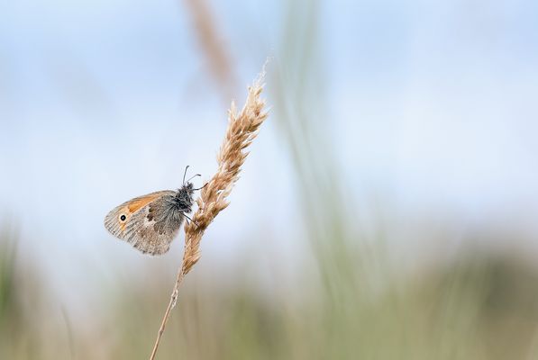 l i g h t . c a t c h e r