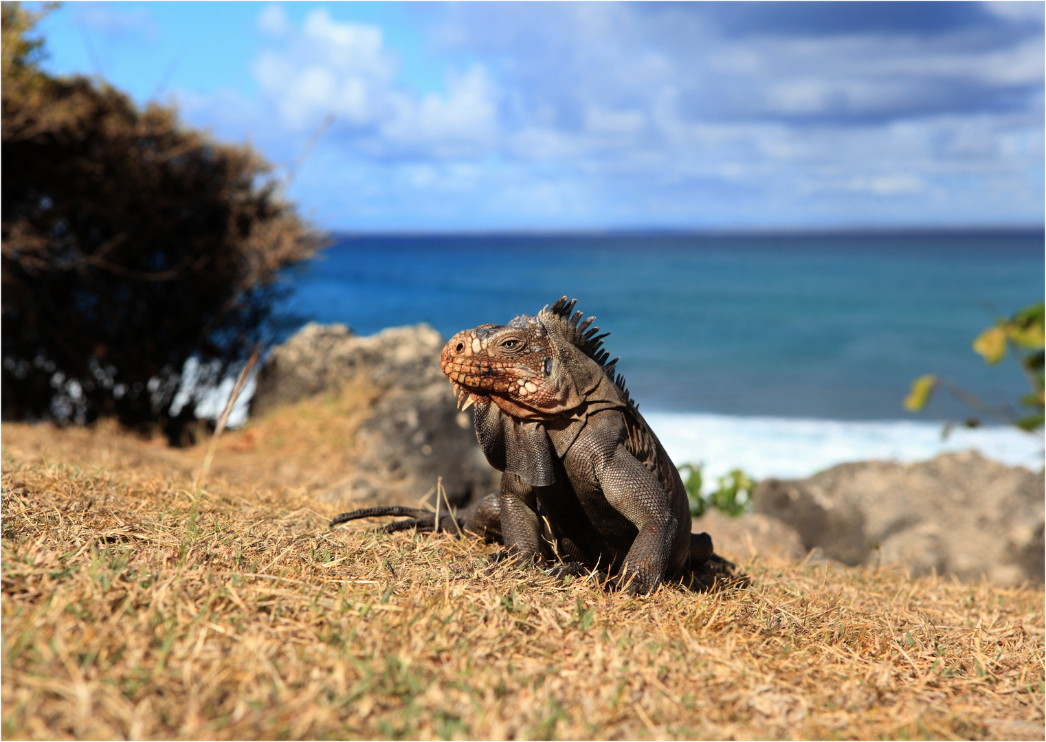 l 'iguane