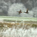 L´ impression du vol des canards... - UND SCHUSS !