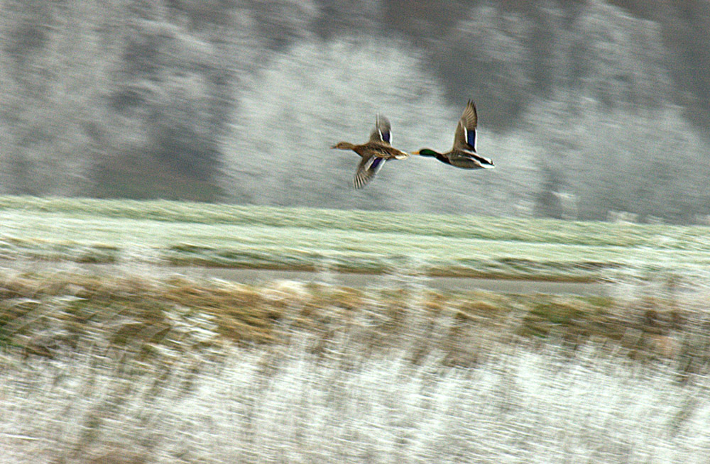 L´ impression du vol des canards... - UND SCHUSS !