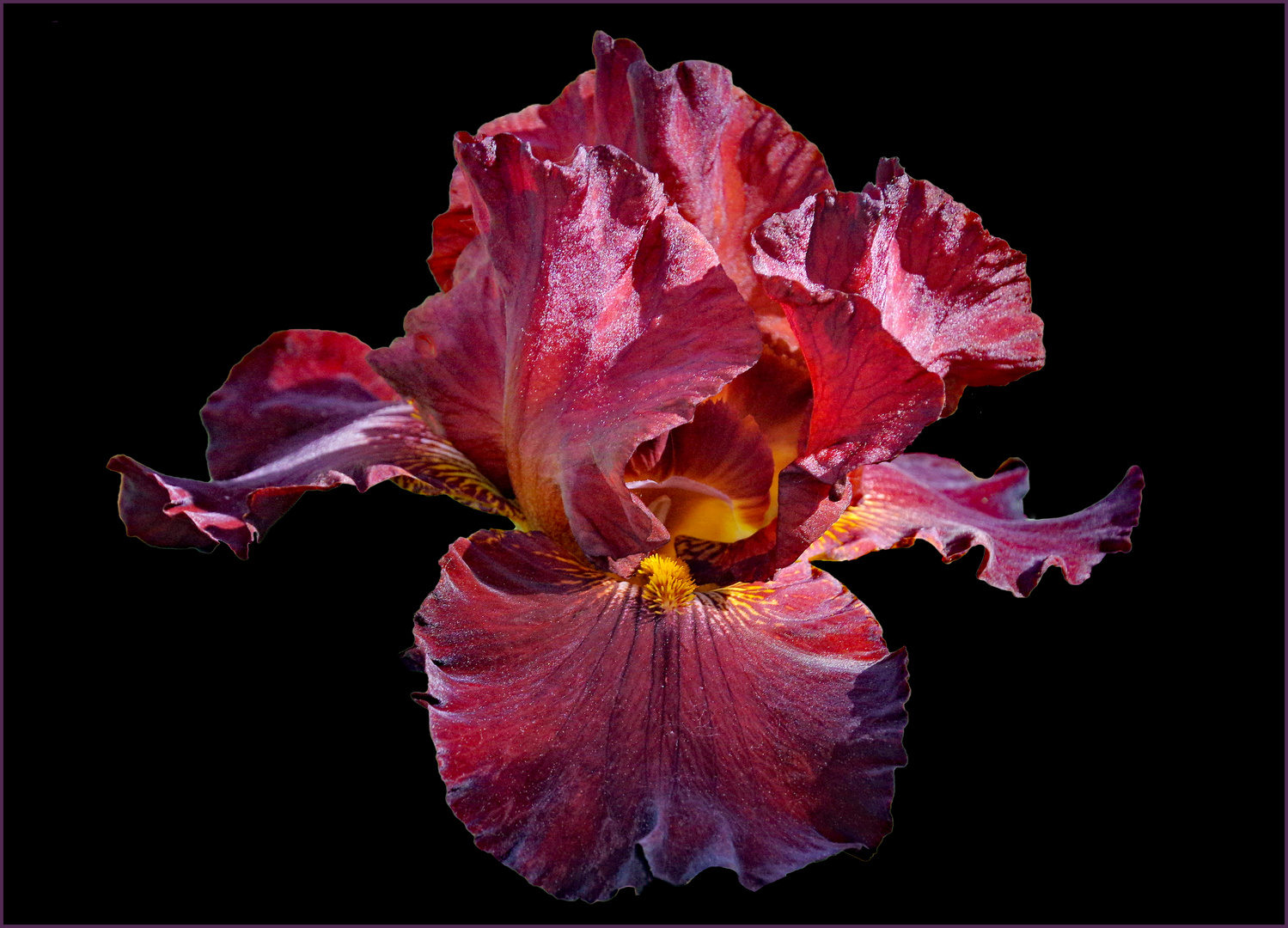 l iris rouge.....