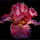 l iris rouge.....