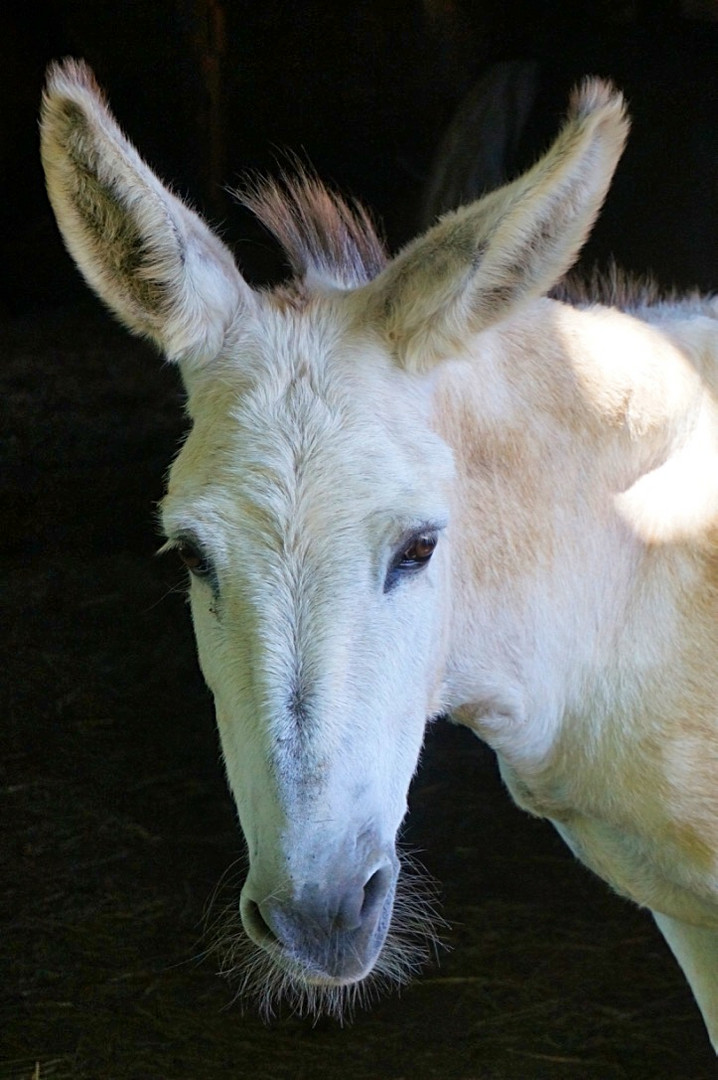 L âne blanc .