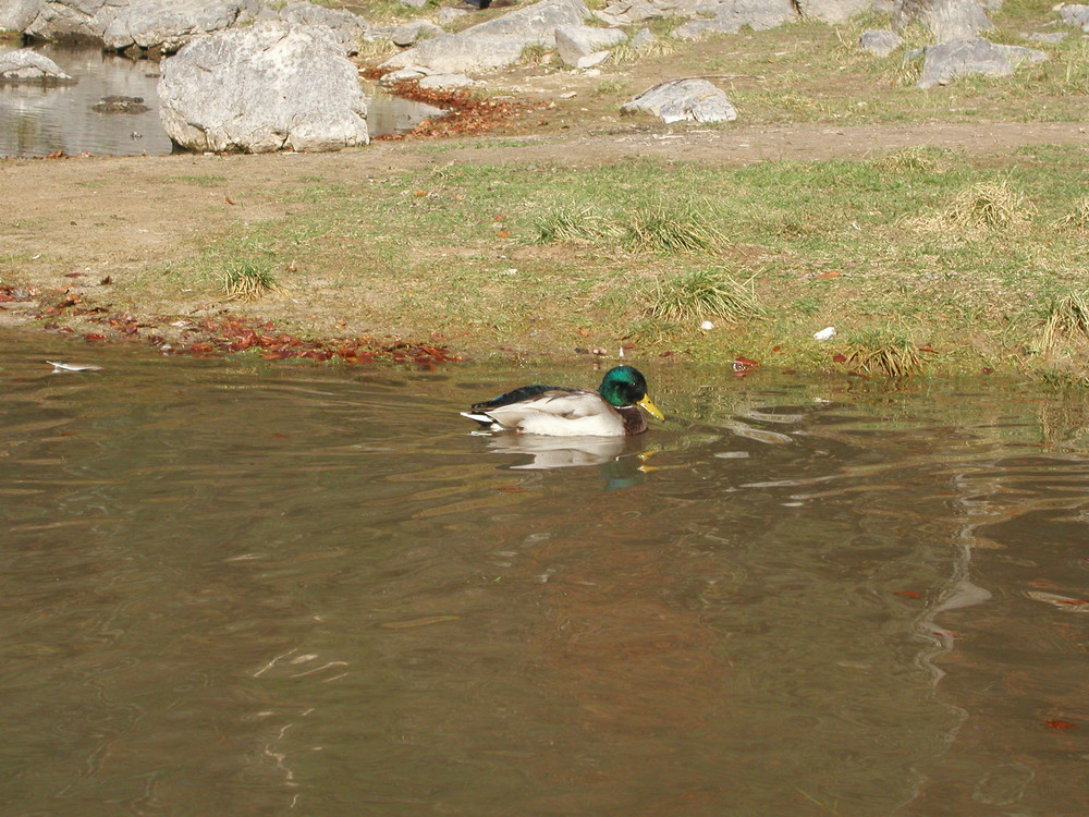 L' ochetta a Fusine