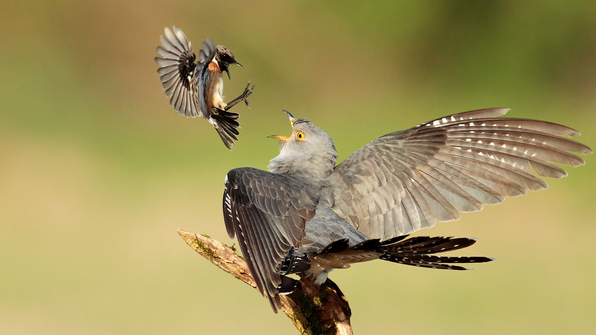 L O W E N H E R Z Foto Bild Nature Natur Flug Bilder Auf Fotocommunity