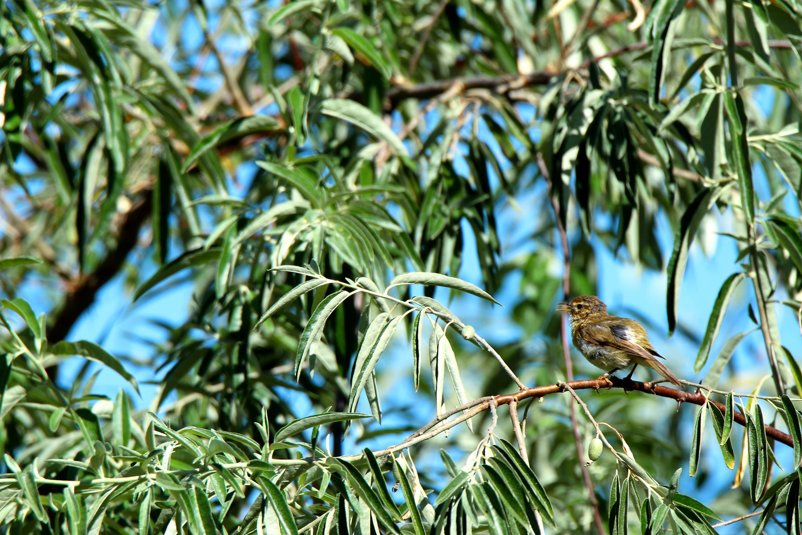 l' Oiseau dans son élément 