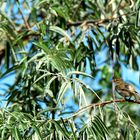 l' Oiseau dans son élément 