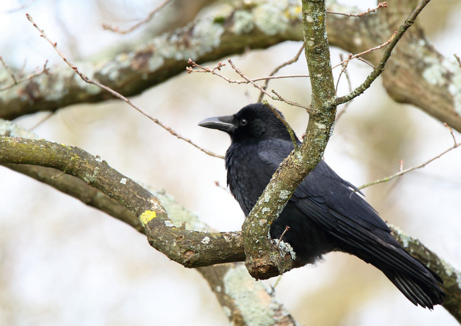 l' oiseau noir sur la branche 