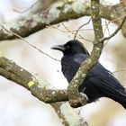 l' oiseau noir sur la branche 