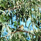 l' Oiseau sur la branche