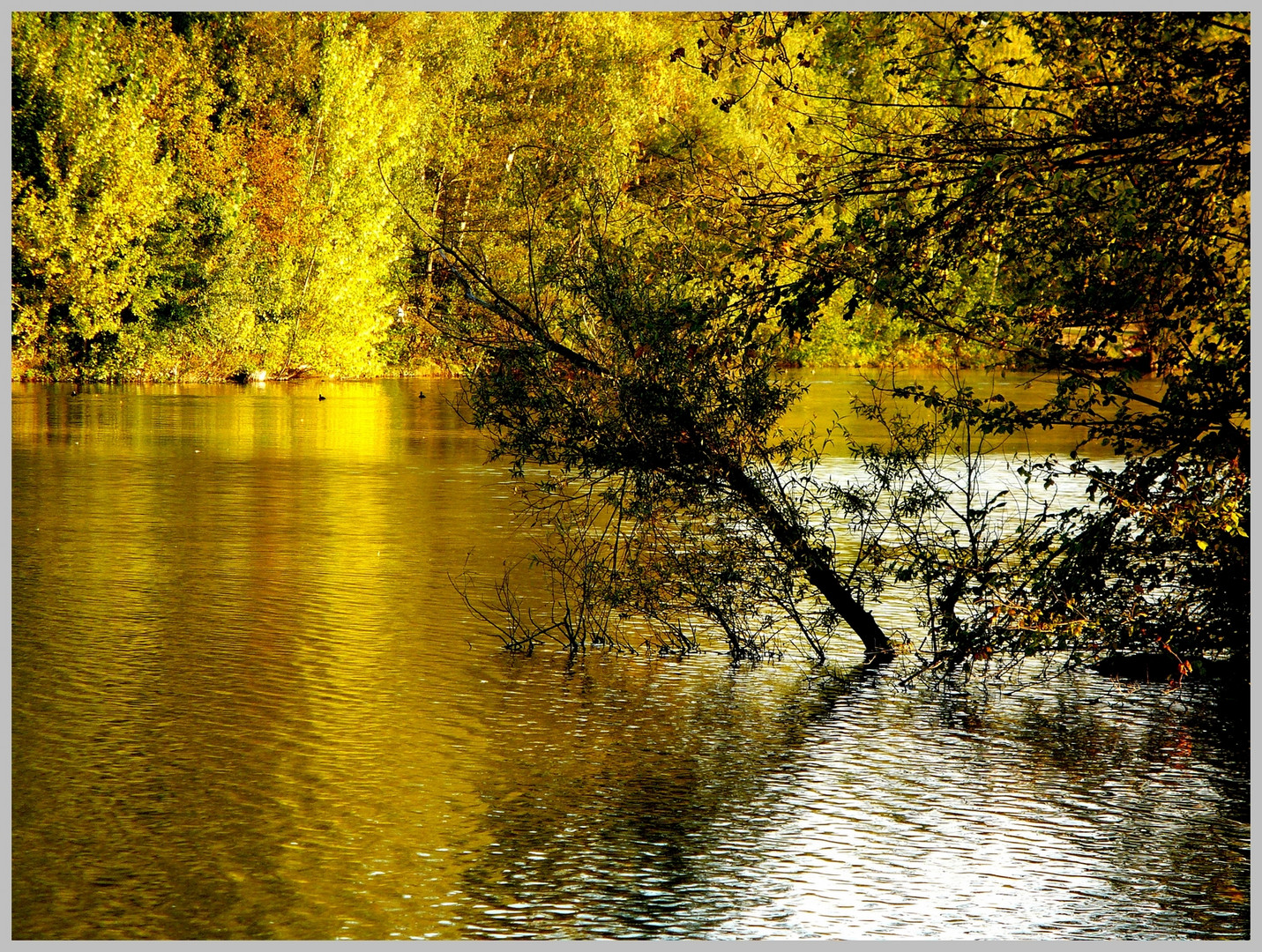 L' or du soir qui tombe ...