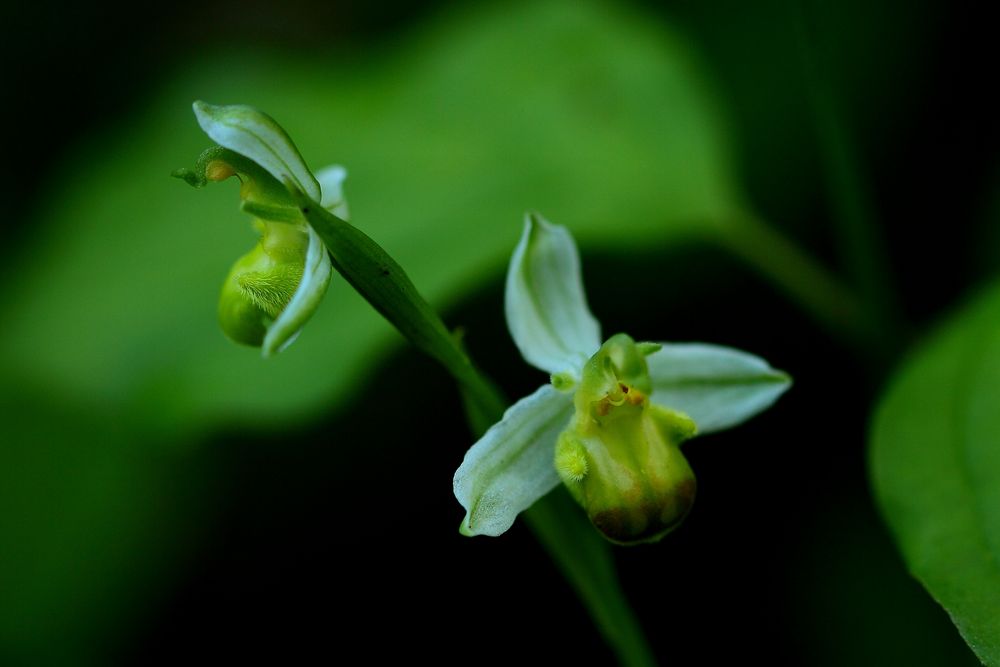 l' Orchidée