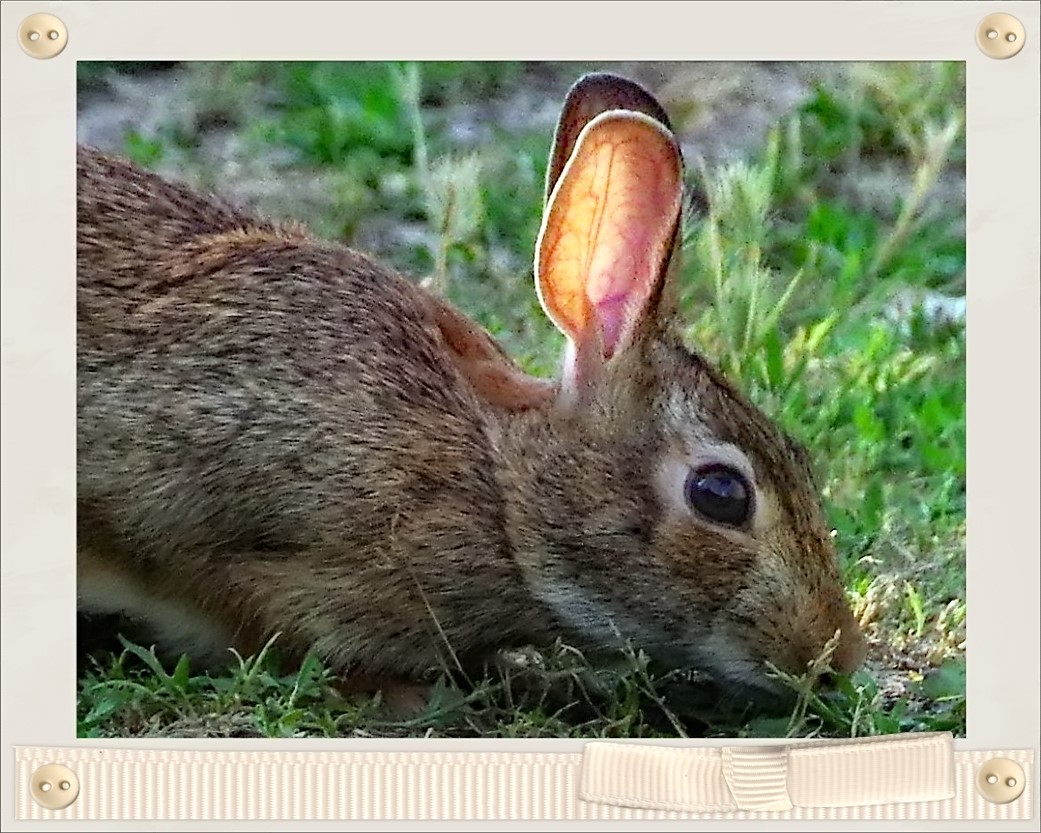 l" oreille d or"....des lapins 