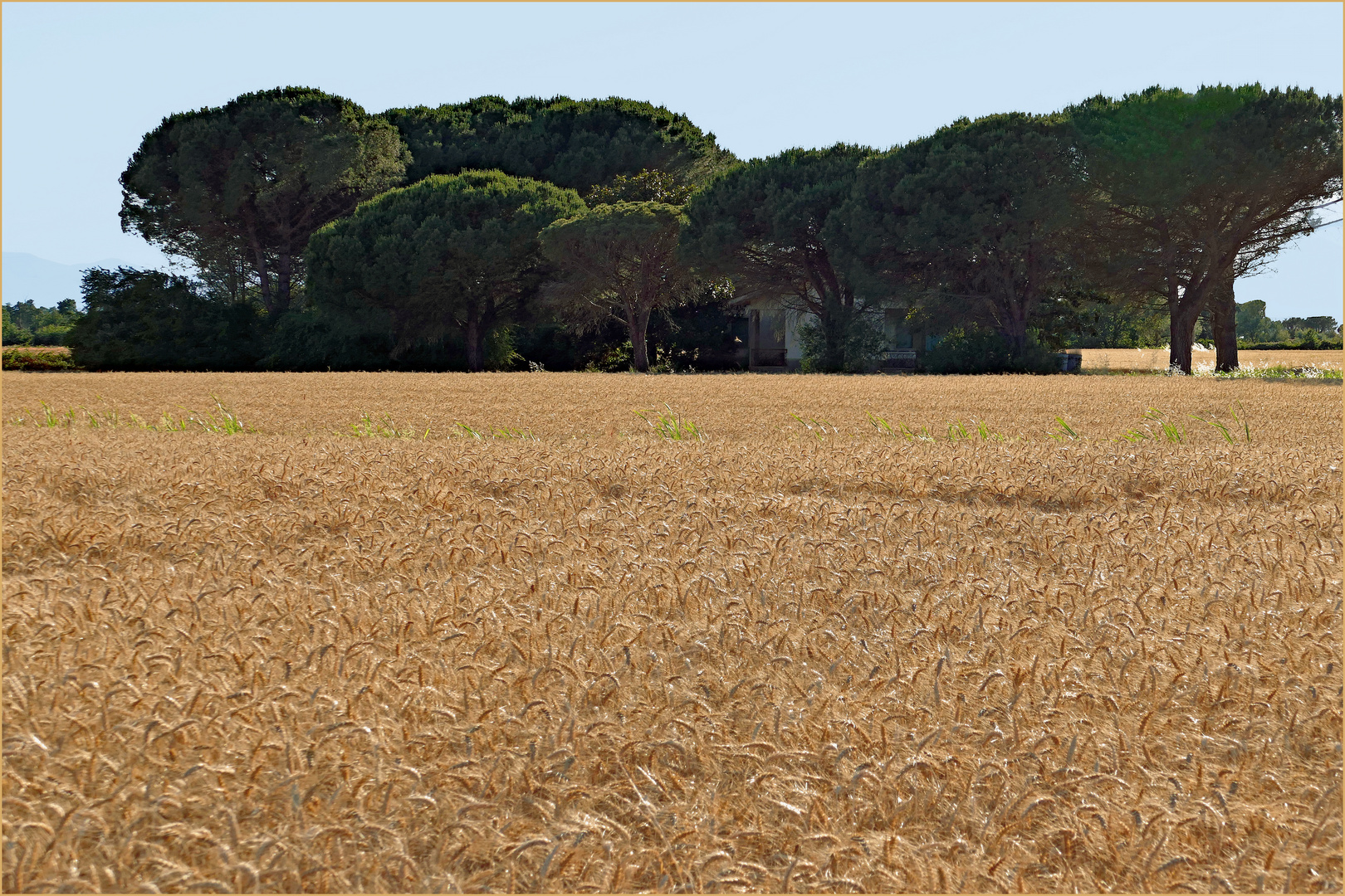 l orge a remplacé les tournesols....