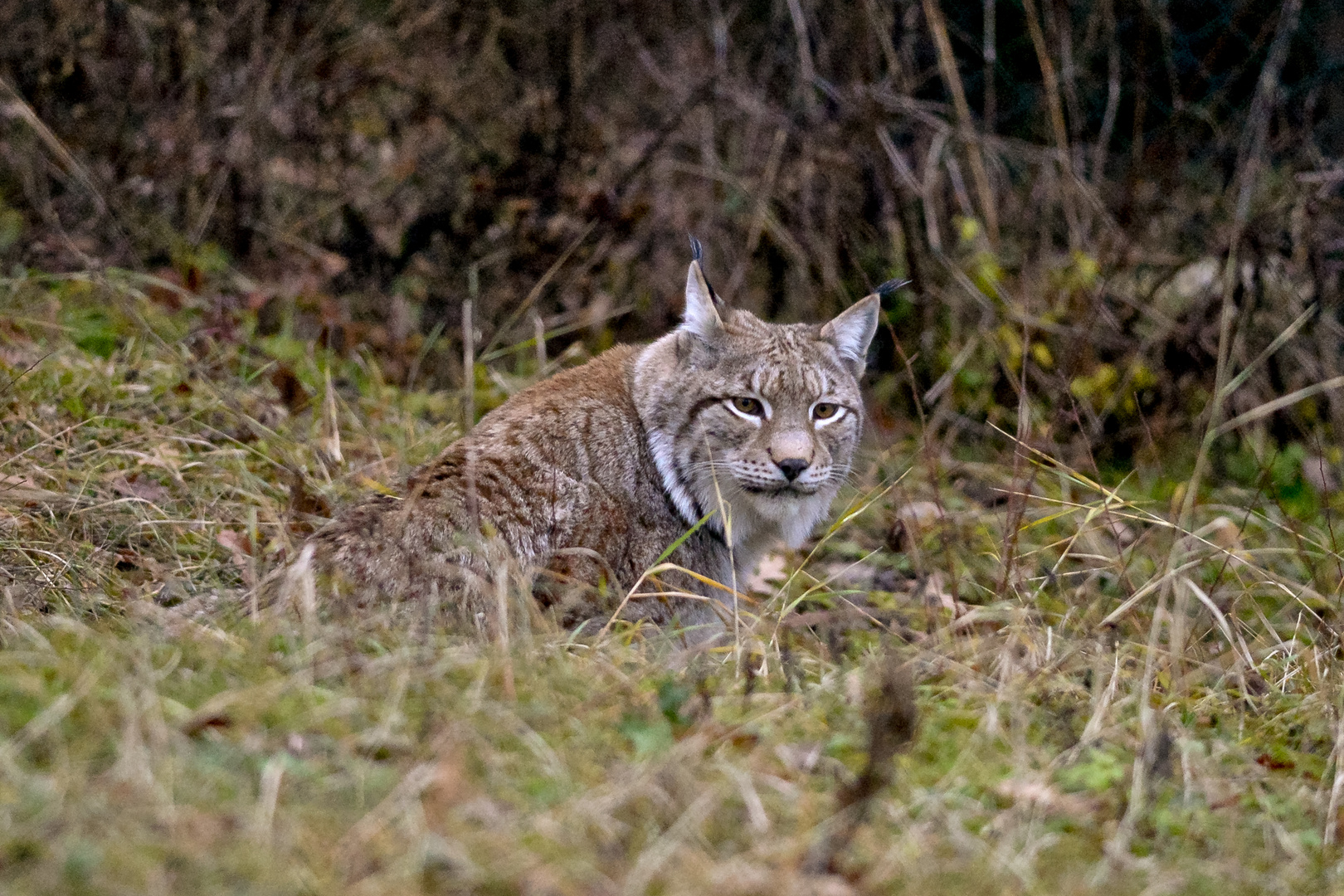 L' unica Lince