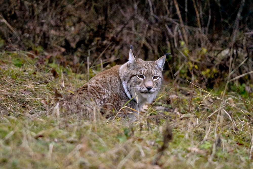 L' unica Lince