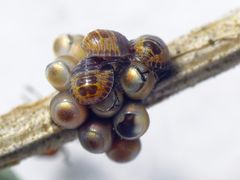 L1-Larven der Grauen Gartenwanze (Rhaphigaster nebulosa)