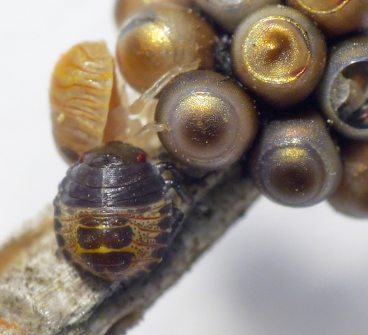 L1-Larven der Grauen Gartenwanze (Rhaphigaster nebulosa)