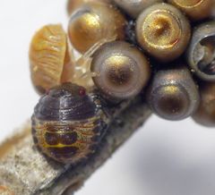 L1-Larven der Grauen Gartenwanze (Rhaphigaster nebulosa)