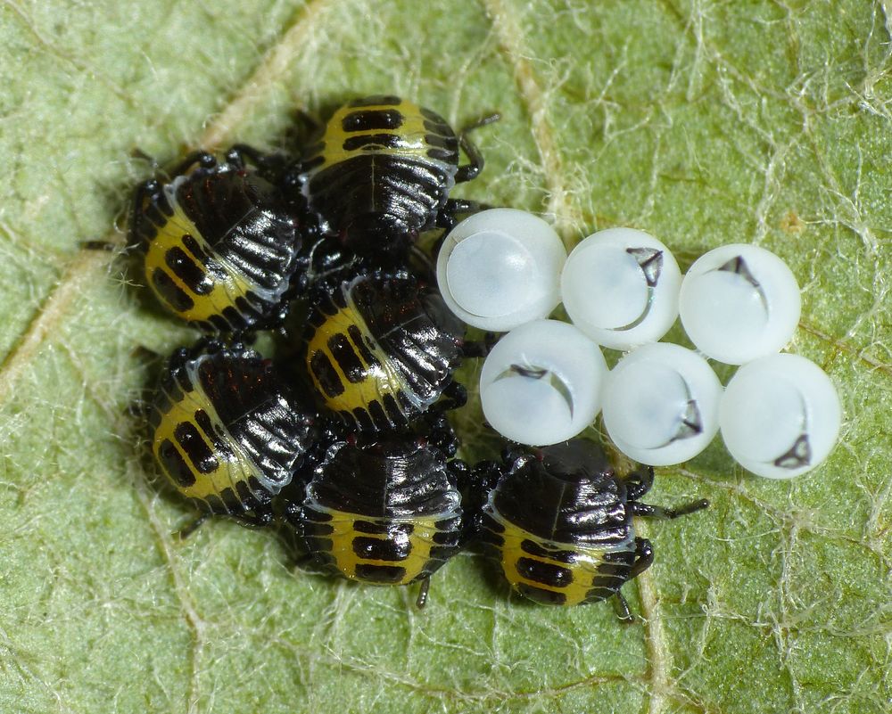 L1-Larven der Marmorierten Baumwanze (Halyomorpha halys)