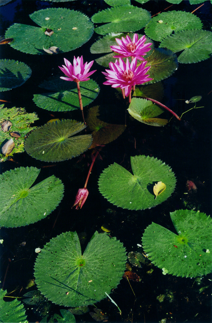 L18 Sukhothai_water lily at Wat Chana Songkhram - 1, 2002.12.8