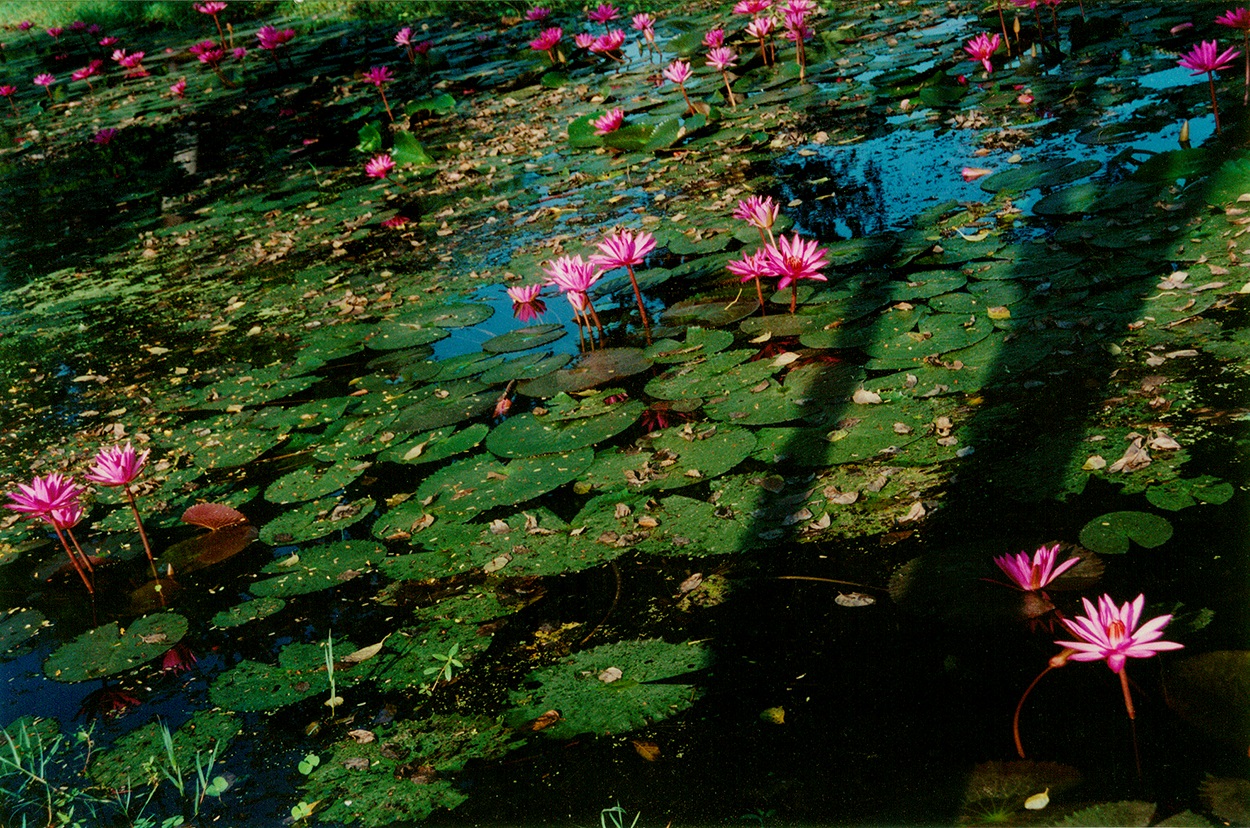 L19 Sukhothai_water lily in front of Wat Chana Songkhram - 2, 2002.12.8