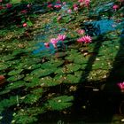 L19 Sukhothai_water lily in front of Wat Chana Songkhram - 2, 2002.12.8