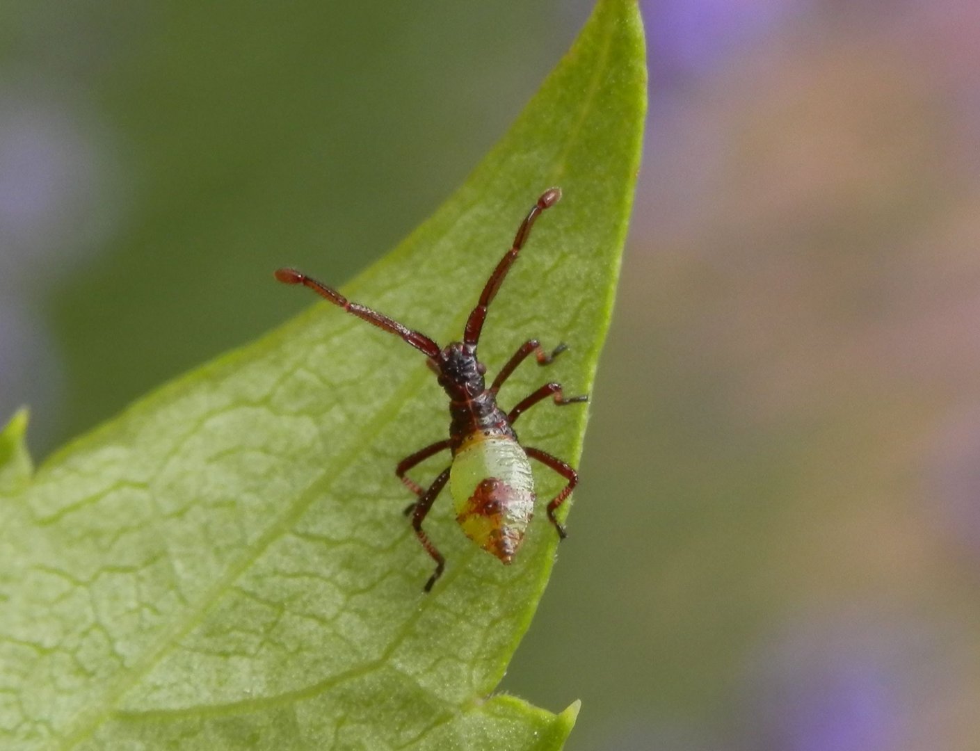 L2-Larve der Braunen Randwanze (Gonocerus acuteangulatus)