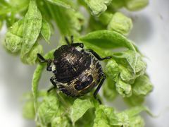 L2-Larve der Grauen Gartenwanze (Rhaphigaster nebulosa)