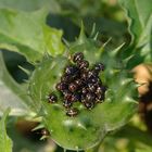 L2-Larven der Grünen Reiswanze (Nezara viridula) auf Stechapfel