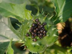 L2-Larven der Grünen Reiswanze (Nezara viridula) auf Stechapfel