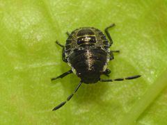 L2-Larvenstadium der Grauen Gartenwanze (Rhaphigaster nebulosa)