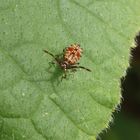 L2-Larvenstadium der Lederwanze (Coreus marginatus)