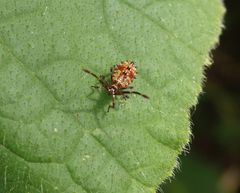 L2-Larvenstadium der Lederwanze (Coreus marginatus)